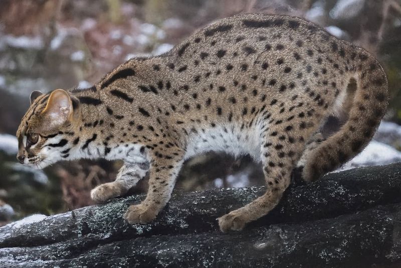 Palawan Leopard Cat