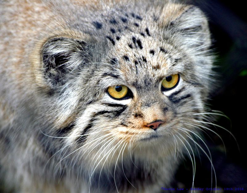 Pallas's Cat