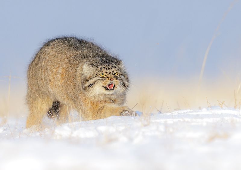 Pallas's Cat