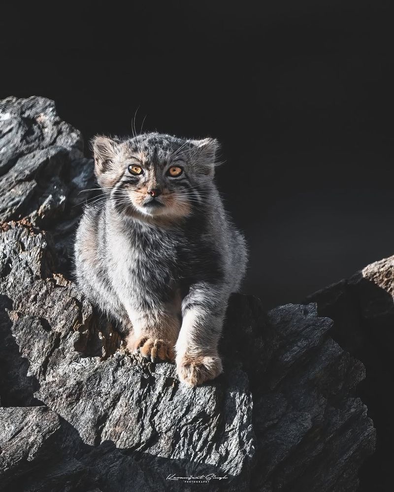 Pallas Cat's Round Copper Coins