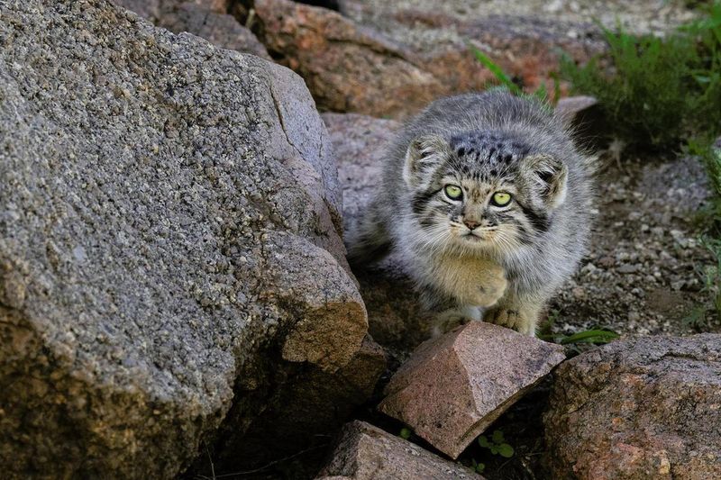 Pallas's Cat