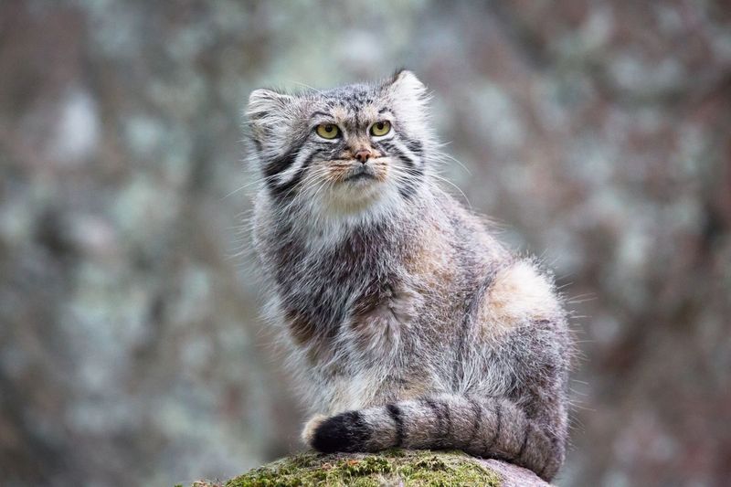 Pallas’s Cat (Manul)