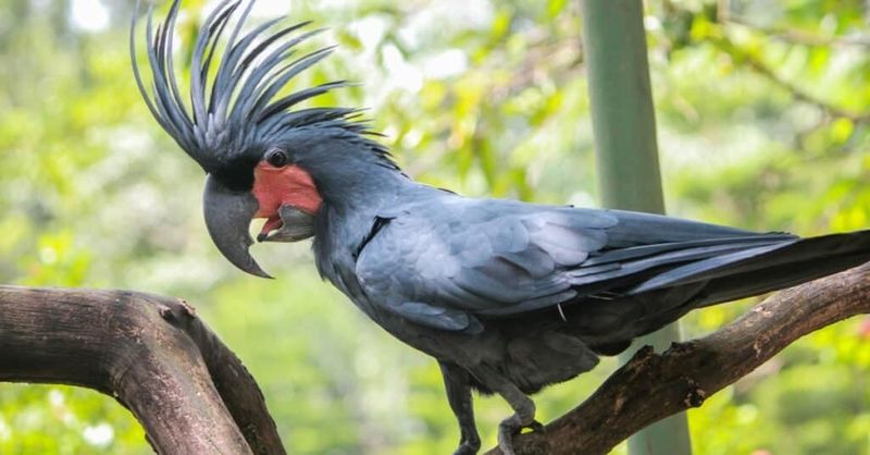 Palm Cockatoo