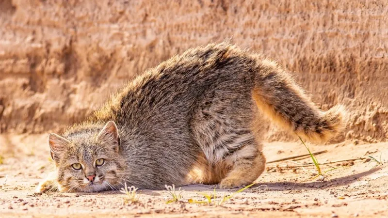 Pampas Cat (Leopardus colocola)