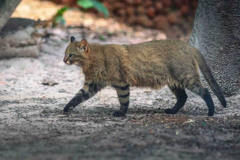Pampas Cat