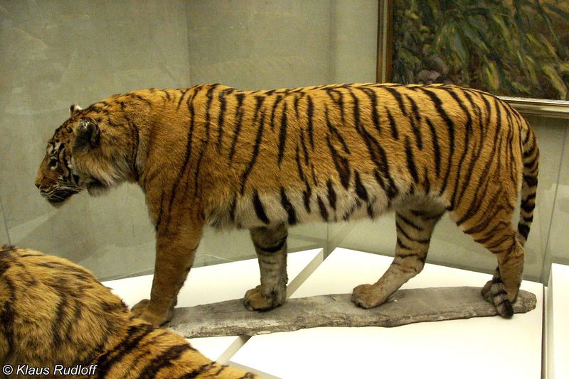Panthera Tigris Virgata
