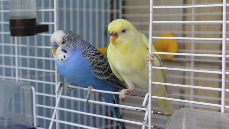 Parakeets
