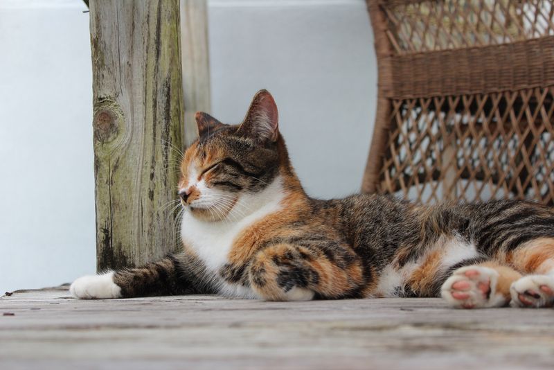 Patched Tabby