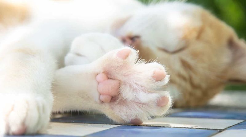 Paw Pad Color Changes