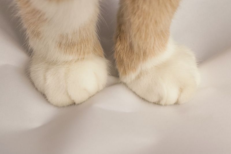 Paw Pad Massage Benefits