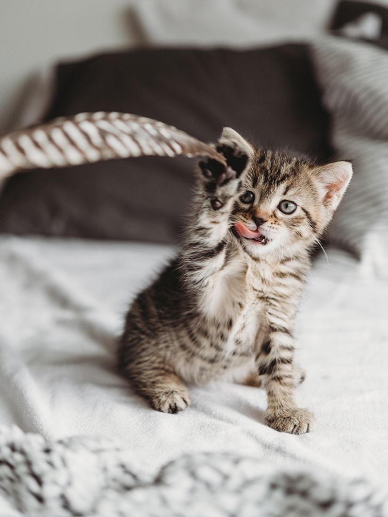 Paw Preference Phenomenon