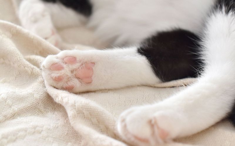 Paw Soaking Routine
