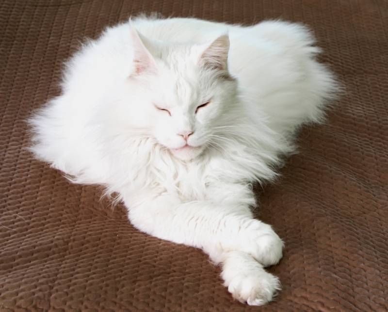 Peaceful Paw Positioning