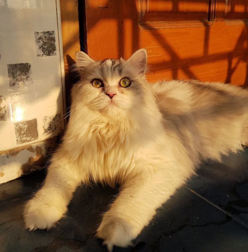 Peaceful Presence: The Calming Effect of Persian Cats