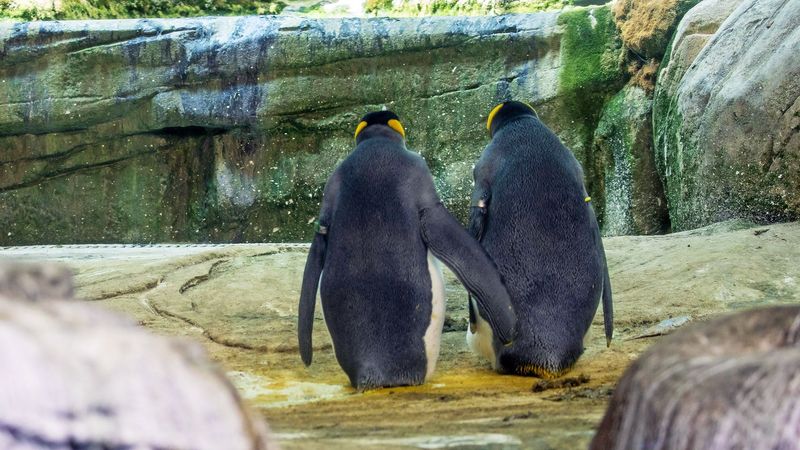 Penguin Colonies Share Childcare