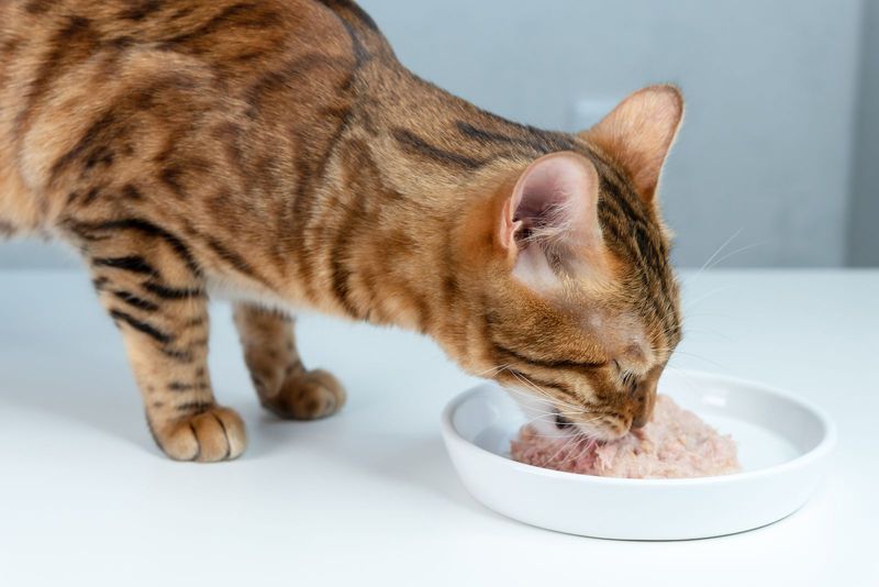 People Who Give Them Special Treats