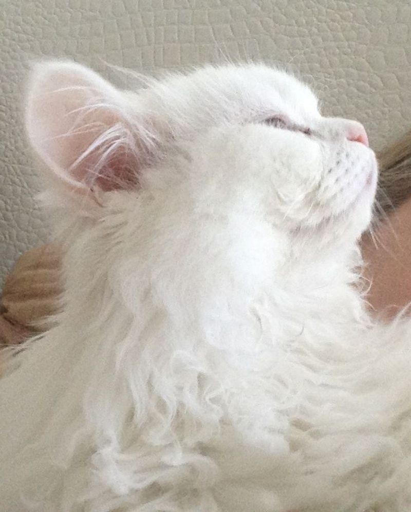 Persian – Cleo