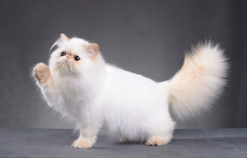 Persian