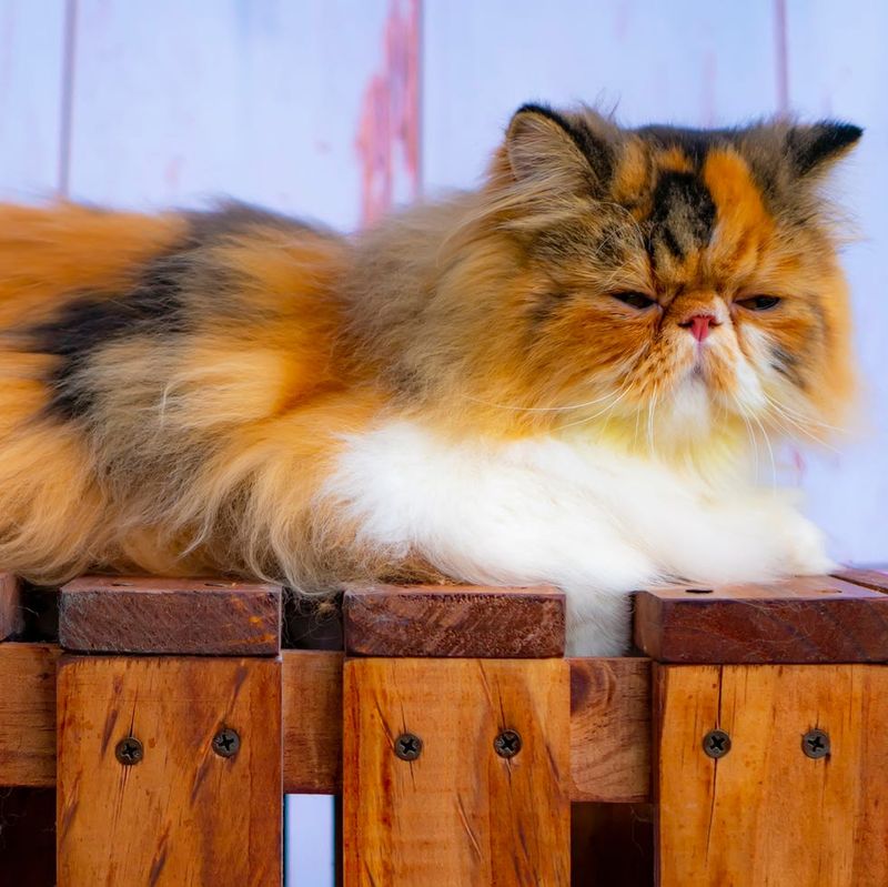 Persian