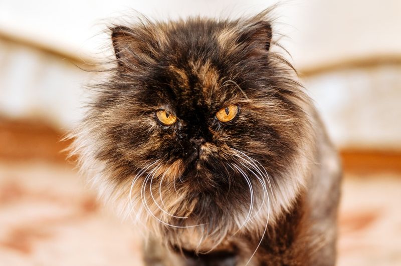 Persian