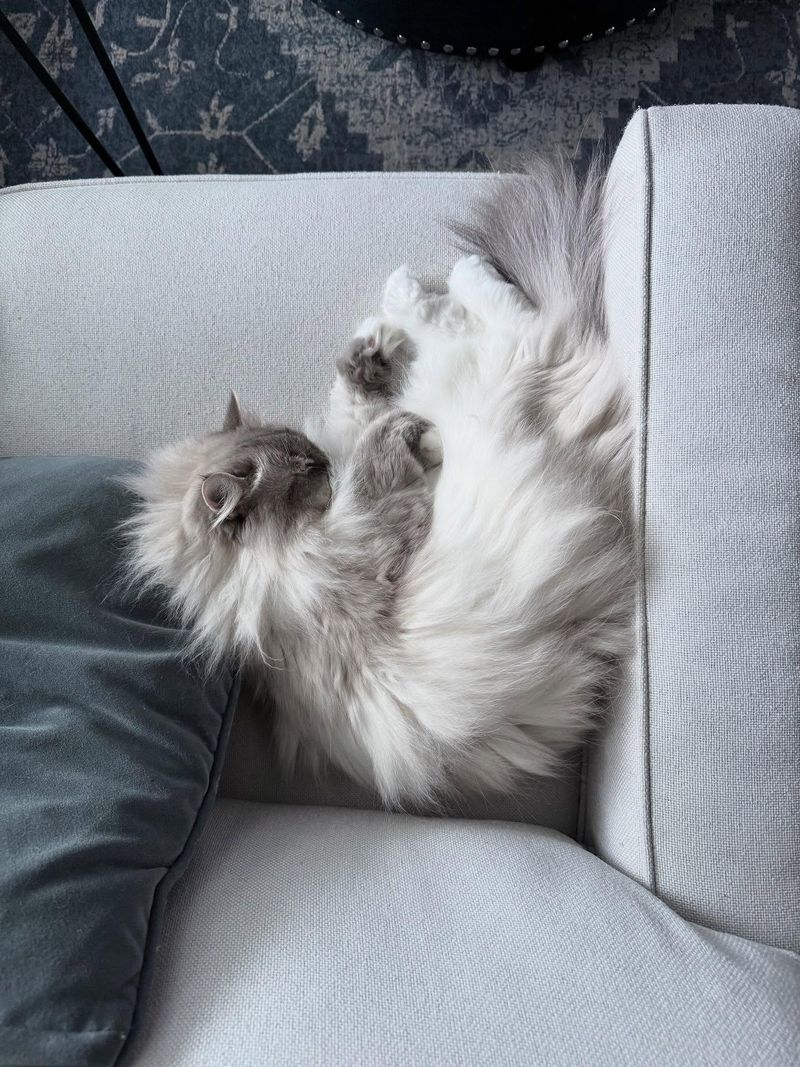 Persian