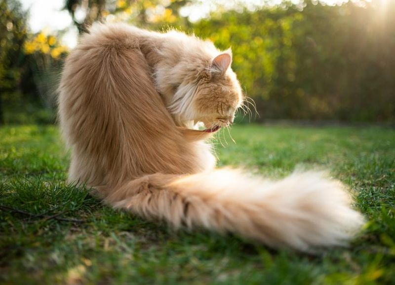 Persian