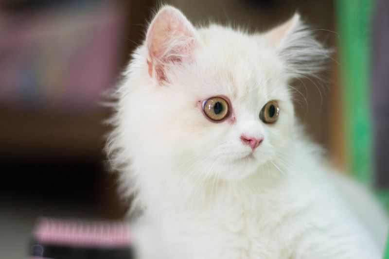 Persian