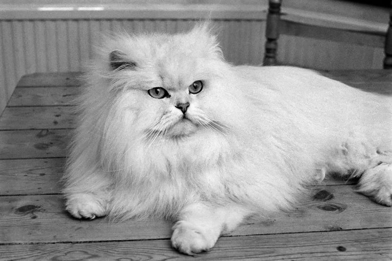 Persian