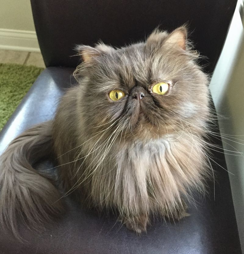 Persian