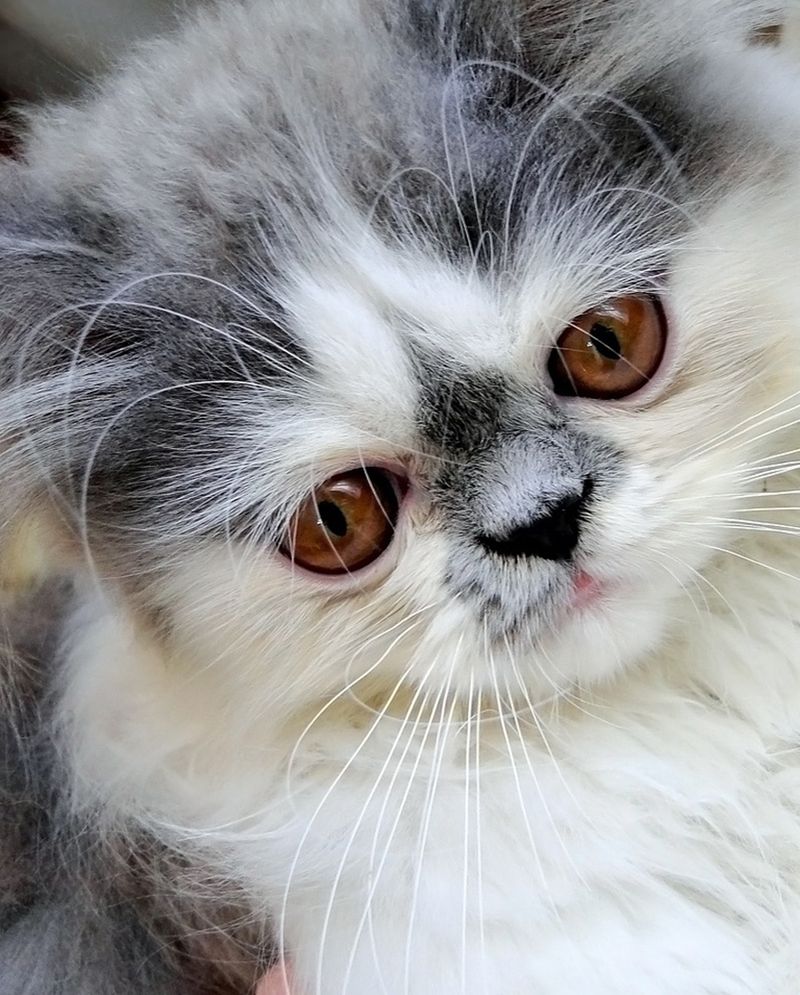 Persian