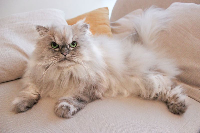 Persian