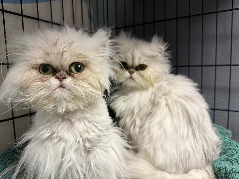 Persian