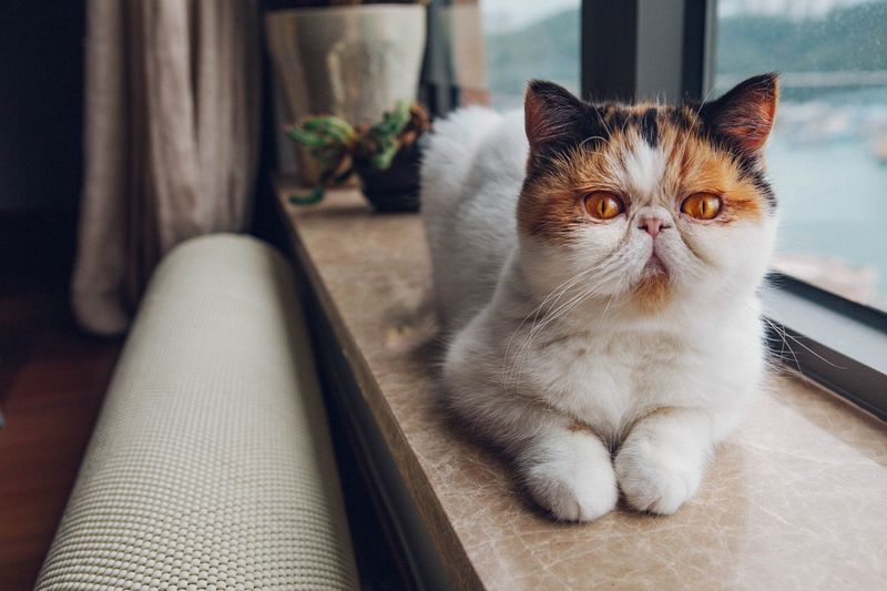 Persian