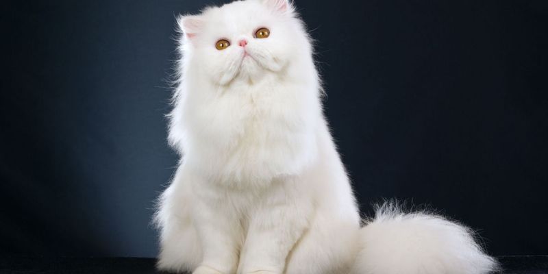 Persian