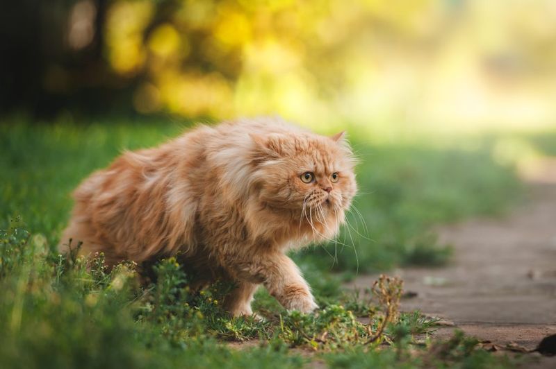 Persian