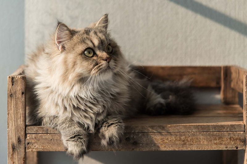 Persian