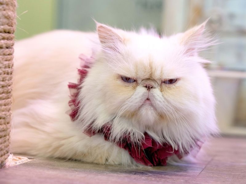 Persian