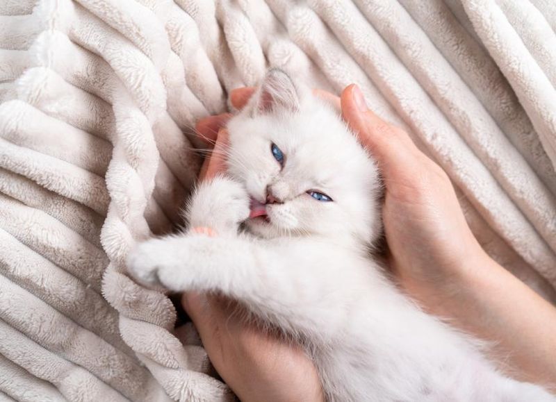 Persian