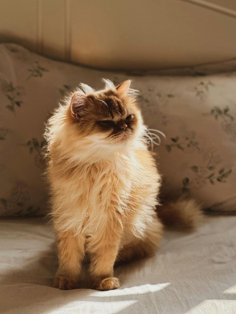 Persian