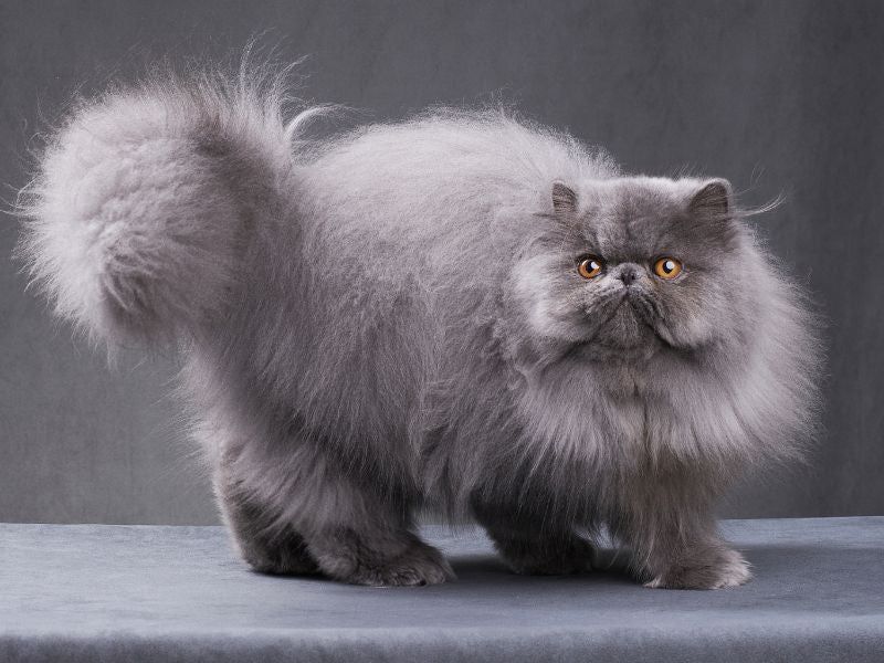 Persian