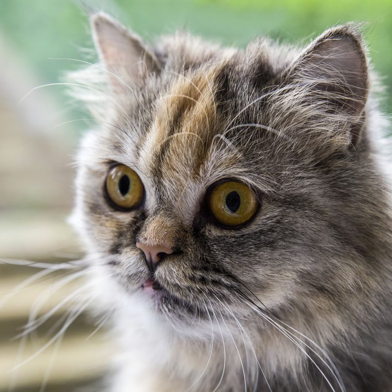 Persian