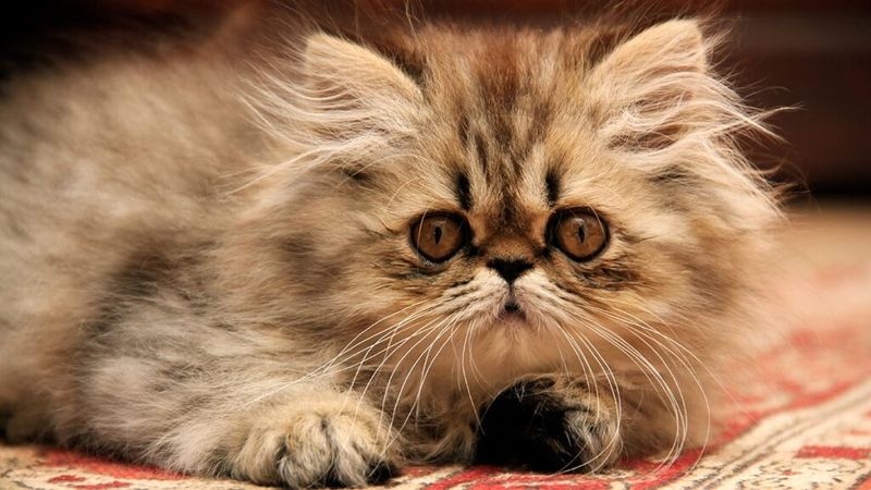 Persian