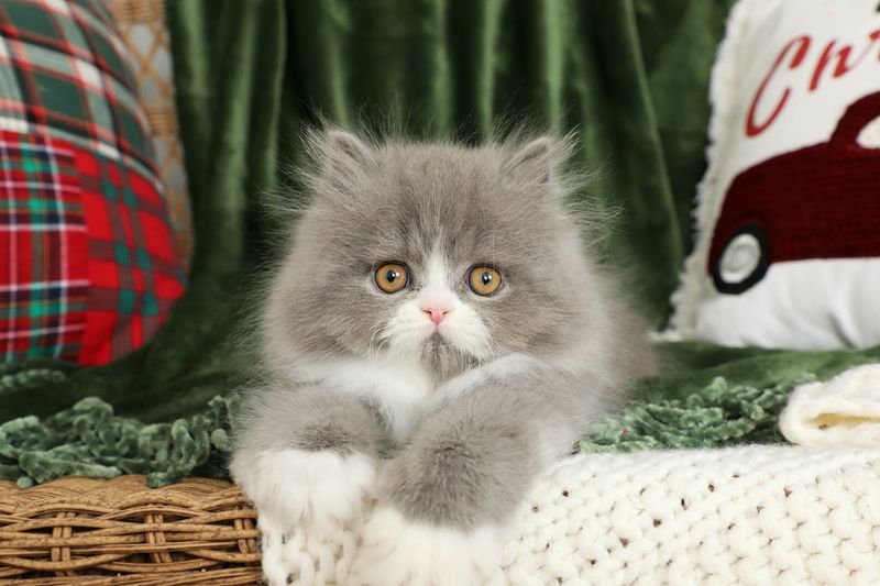 Persian