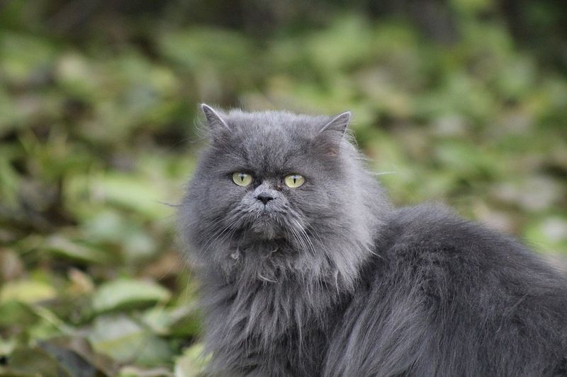 Persian Blue
