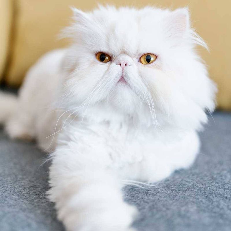 Persian Cat