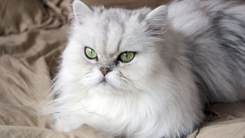 Persian Cats