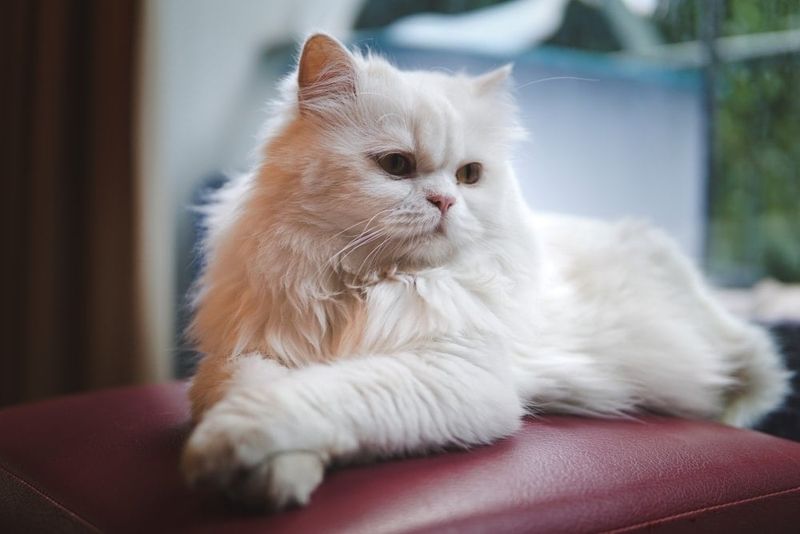 Persian Cats