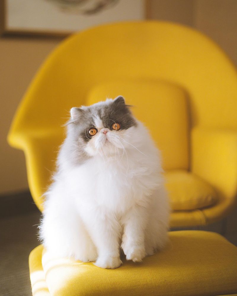 Persian Cats