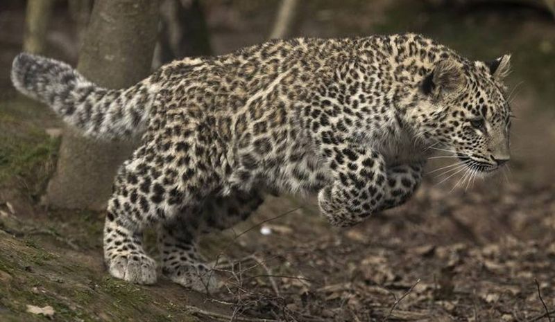 Persian Leopard