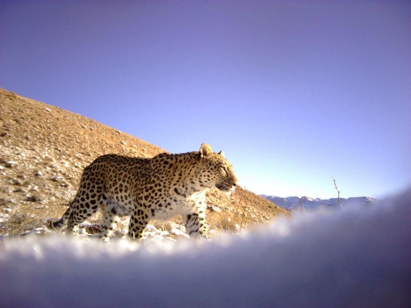 Persian Leopard